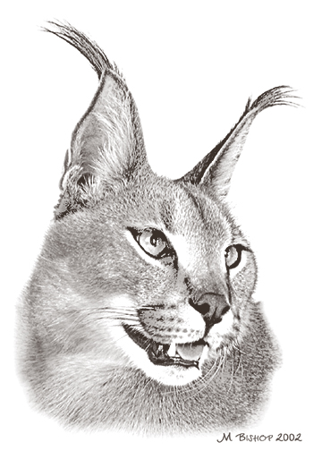 Caracal.jpg