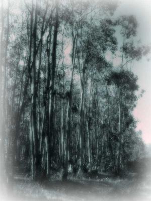 Eucalyptus trees in California