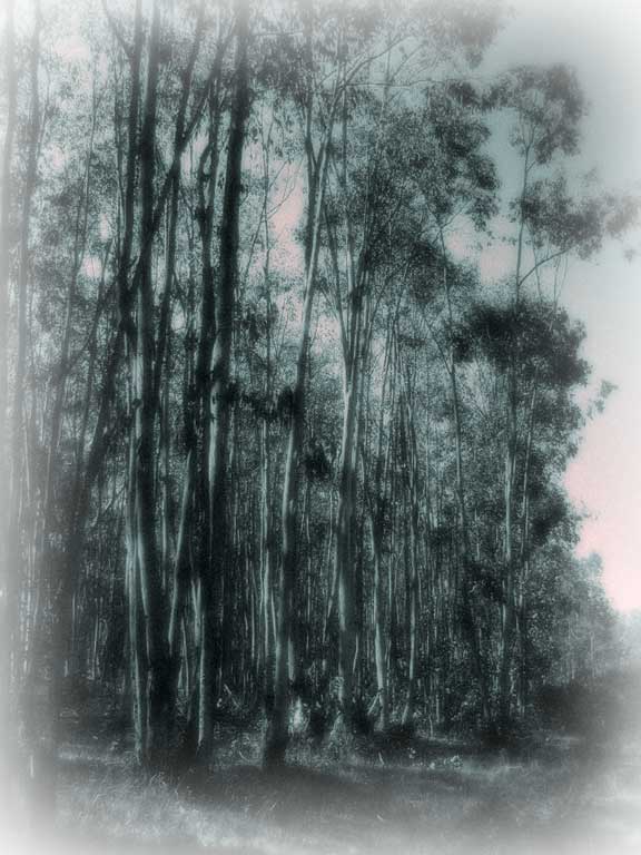 Eucalyptus trees in California