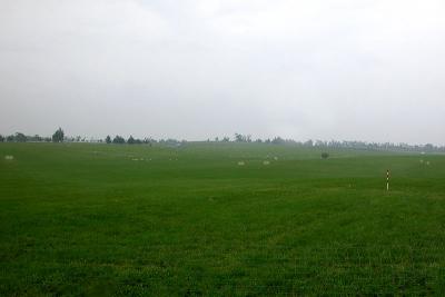 The Bluegrass field