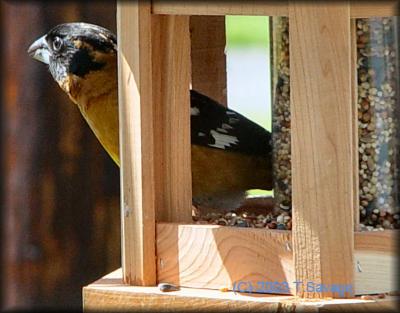 Grosbeak2