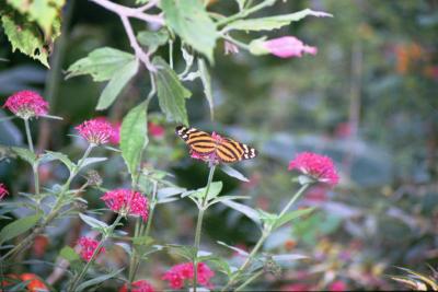 The butterfly garden was incredible