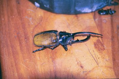 The largest beetle in the world-gross
