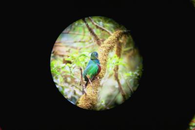 Up close quetzal