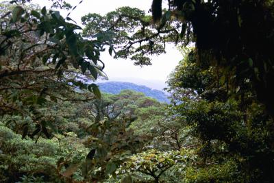 jungle view