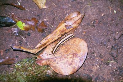 millipede