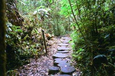 Path in Monteverde Cloud Forest