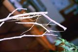walking stick (bug)