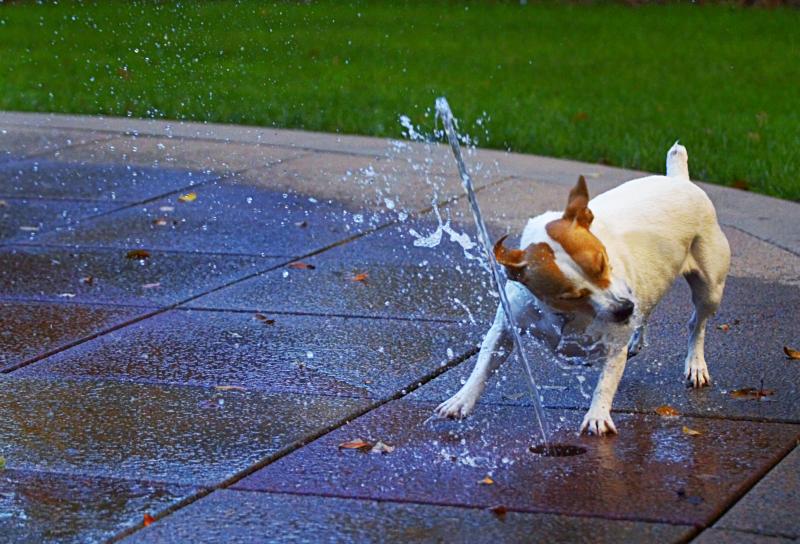 Abby Attacks the Fountain  -  POTW