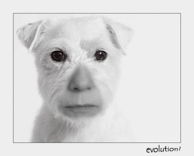 BB2B1699-evolution.jpg