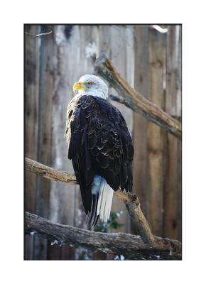 Our national bird