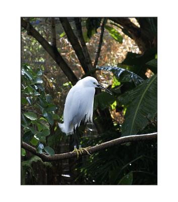 Egret ....
