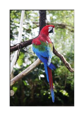 Macaw....