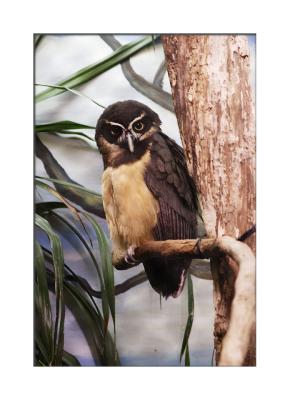 Spectacled Owl