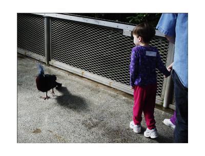 These ARE interesting birds!