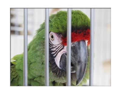 u19/cokids/medium/13296628.21CB2Parrot9877.jpg