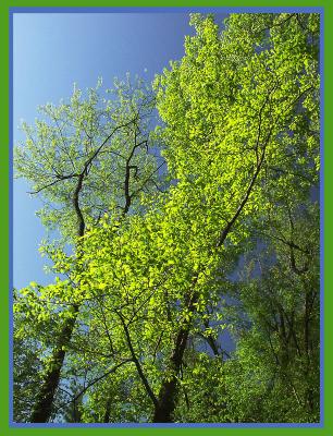 Same day--different trees.