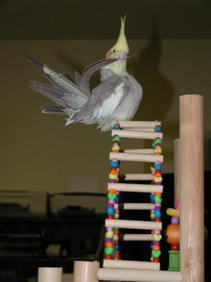 Chasing tail.jpg