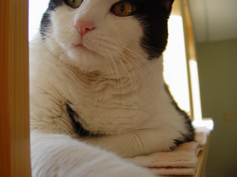 <b>B</b> is for <b>B</b>ig cat