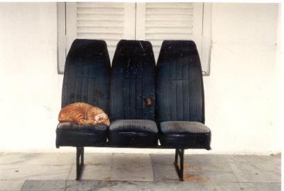 Cat on Malaysian Train Seat.jpg