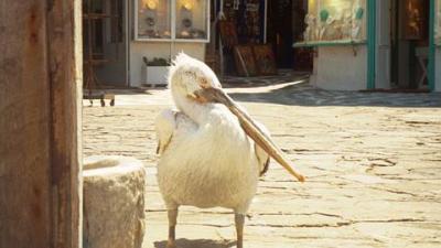 Pelican in Mykonos.jpg