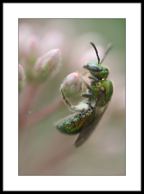Augochlora Green Metallic Bee  by Jonathan Nissanov
