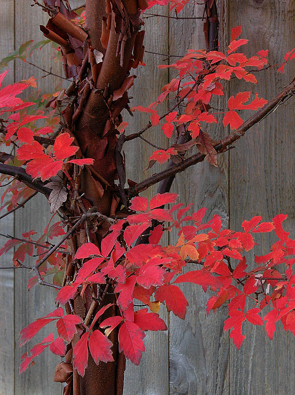 Paperbark Maple