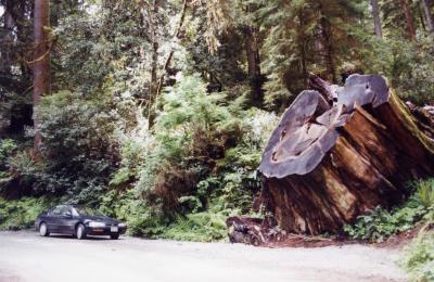 Humboldt Redwoods State Park,California