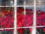 Frosty Hothouse Morning