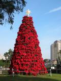 Poinsettia Tree