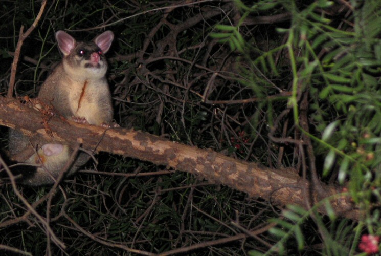Possum In Our Tree