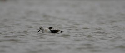 American Avocet