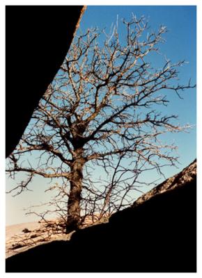 Enchanted Tree.jpg