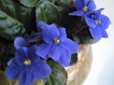 African Violet