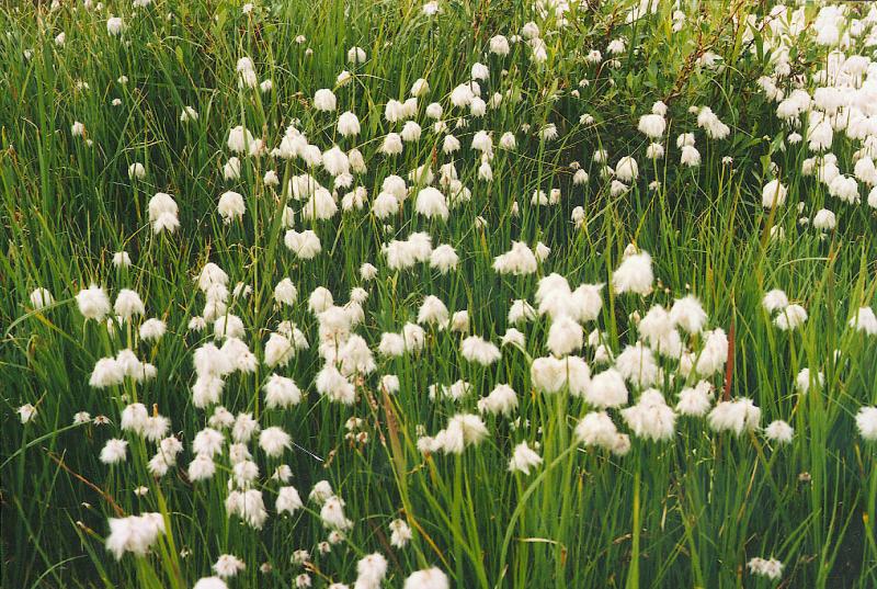 cottongrass. Yukon