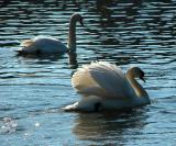 Mr & Mrs Swan