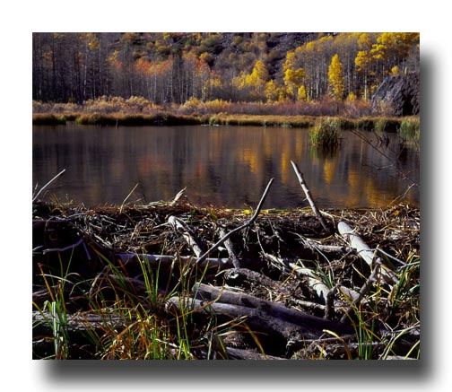 Beaver dam, Lundy Lake, Sierra Nevada mountains, California, USA