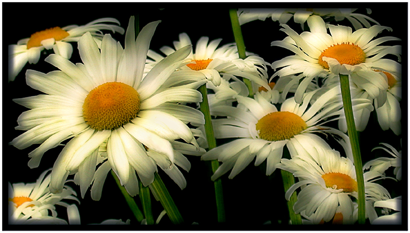 Daisies