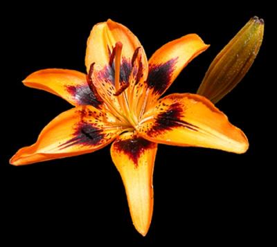Asian Lily