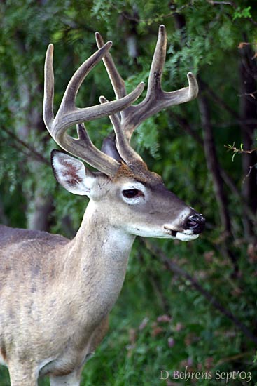 Whitetail-8pt.jpg