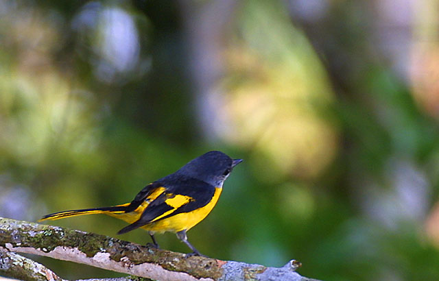 Grey-chinned Minivet female.jpg