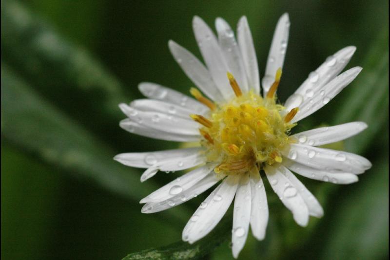 041008 Wet Tiny Daisy