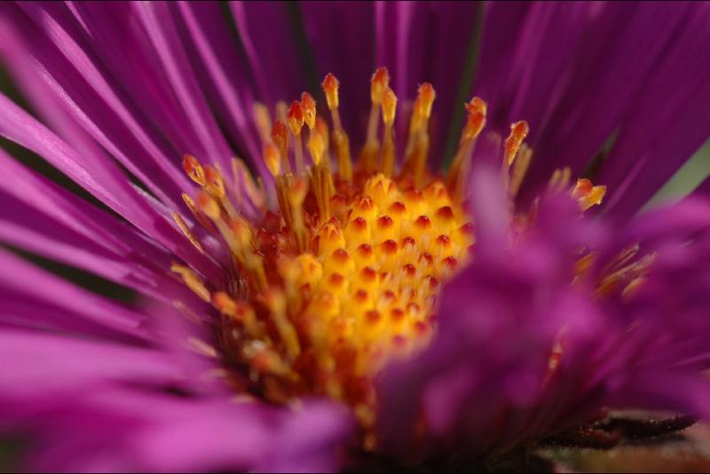 040916 Asters heart.jpg