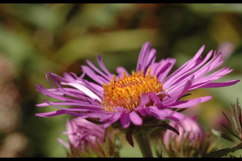 040916 Aster.jpg