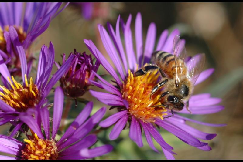 041005HoneybeeAsterii.jpg