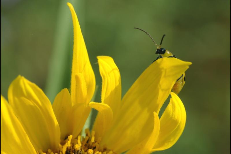 BeetleAlert9.16.04.jpg