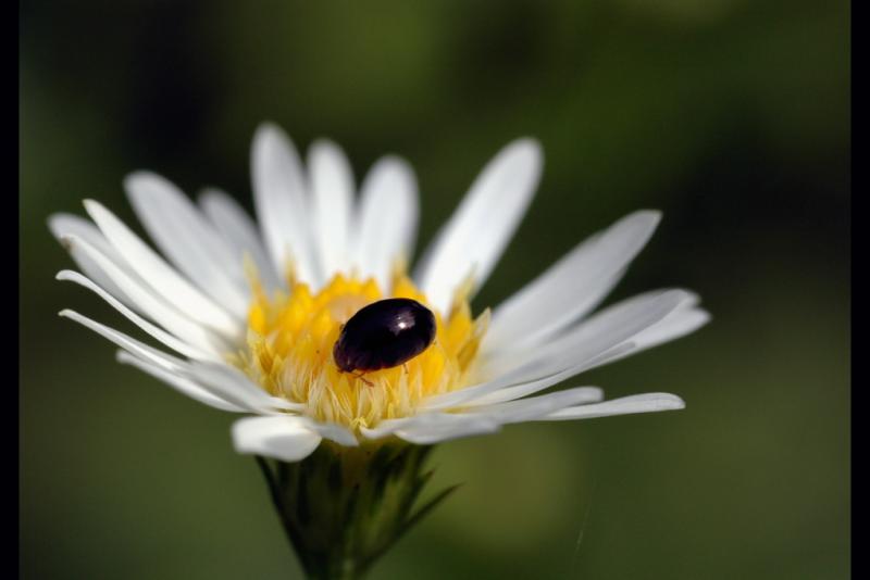 BeetleOnTinyDaisy.jpg