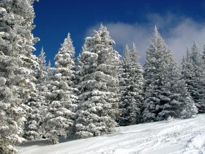 Snow Flocked Trees on Mountain DSC07486.jpg