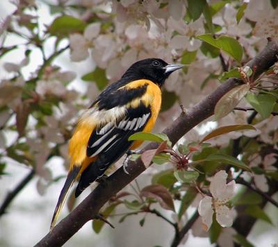 oriole
