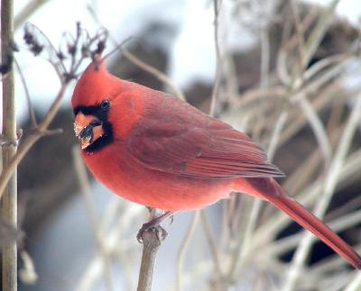 cardinal